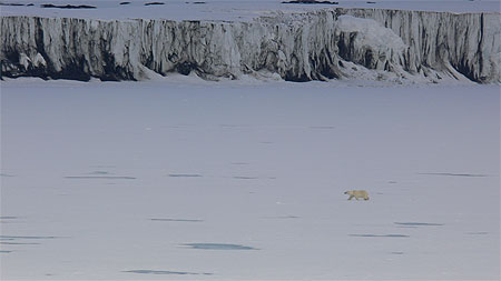 Ours polaire et glacier � Spitzberg