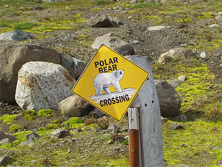 Attention aux ours blancs!