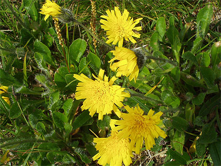 Fleurs