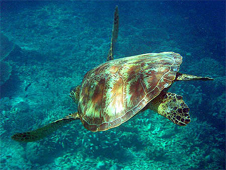 Tortue � Pulau Sipadan