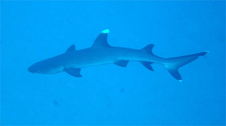 Requin pointe blanche