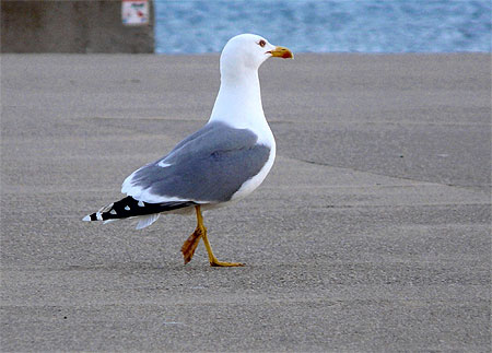 La mouette