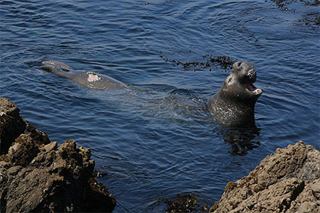 El�phant de mer
