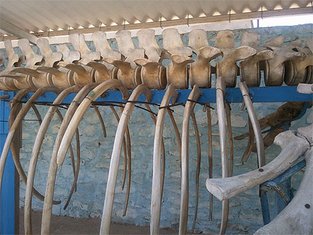 Squelette d'une baleine �chou�e � Kerkennah