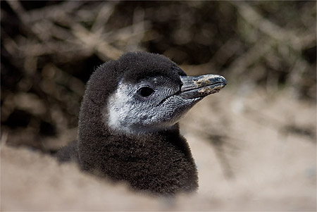 B�b� pingouin de Magellan