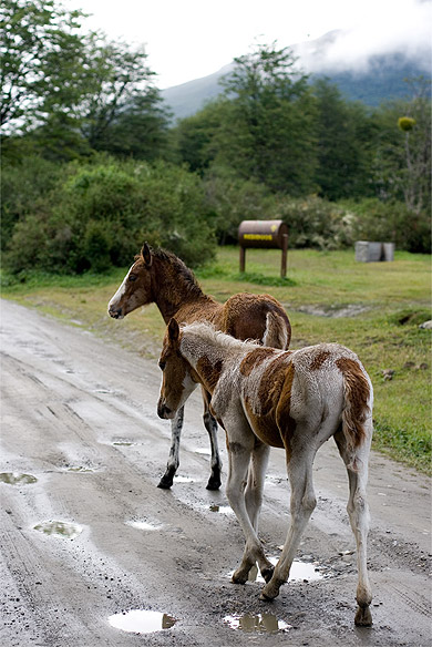 Chevaux en Terre de Feu