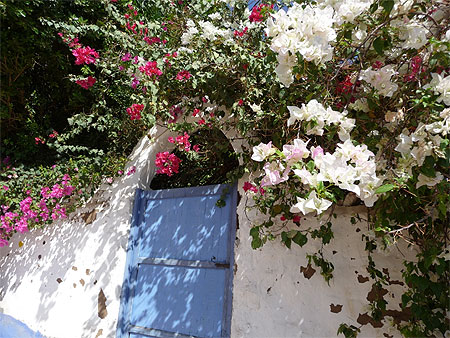 Magnifique Bougainville