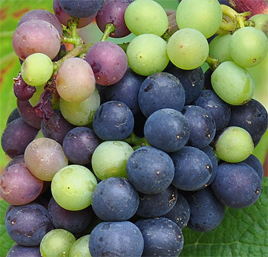 Bient�t les vendanges ...