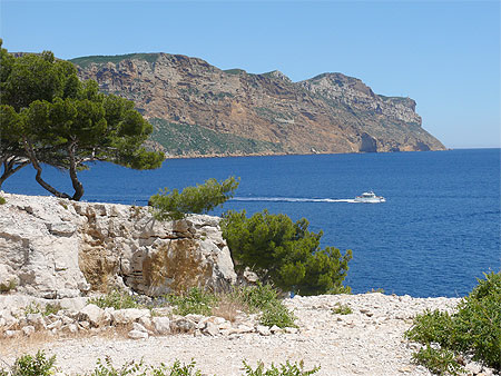Beaut� de Cassis