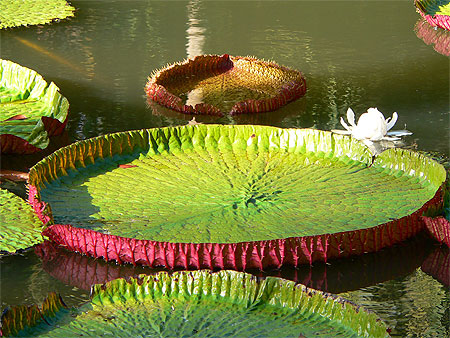 Nenuphars