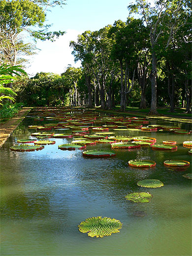 Bassin des Nenuphars