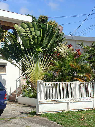 L'arbre du voyageur