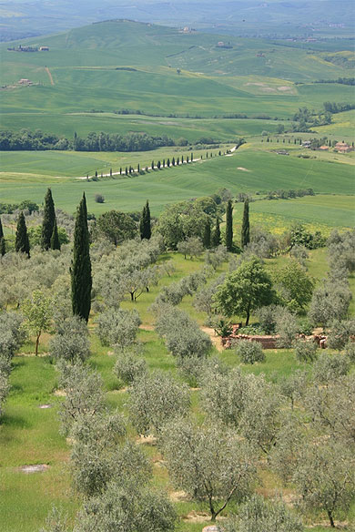 Paysage du Val d'Orcia