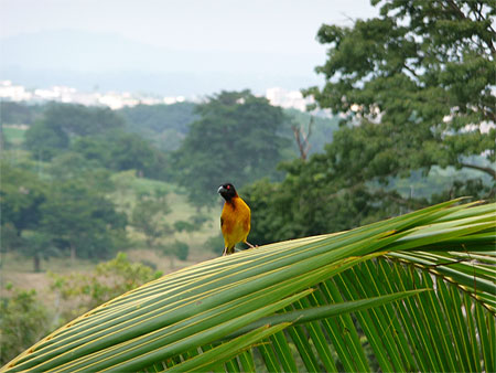 Oiseau Tisserin