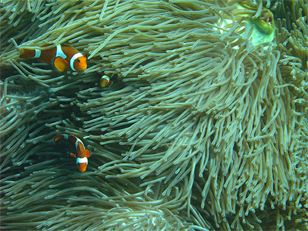 Poissons clowns