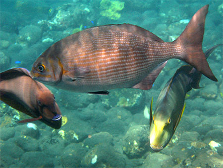 Poissons tropicaux