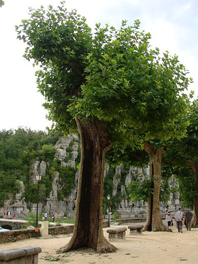 Les platanes creux