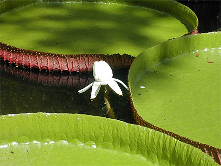 Jardin pamplemousse
