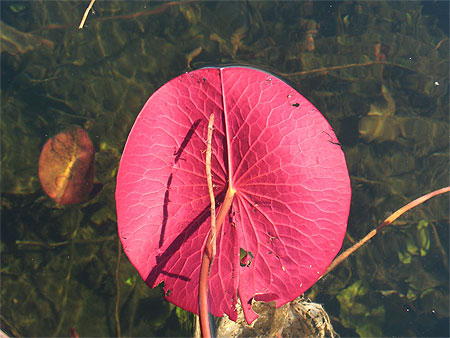 N�nuphar