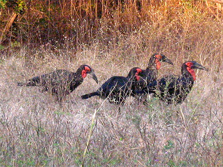 Calaos en vadrouille