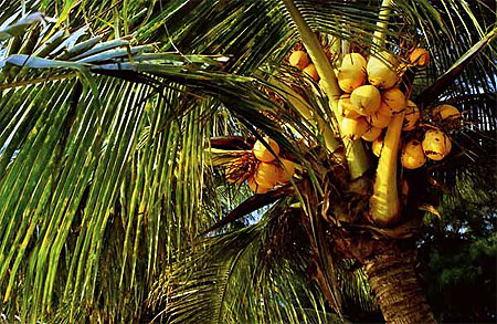 Noix de cocos bien mures