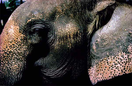 Portrait d'un �l�phant