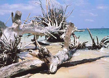 Arbre mort sur plage de r�ve