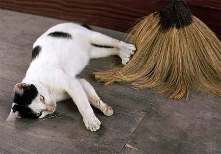 Chat des �les