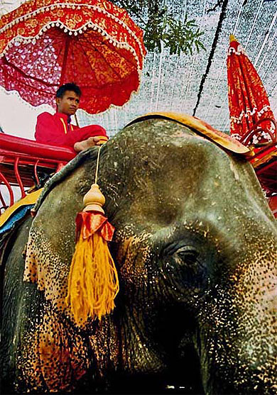 El�phant