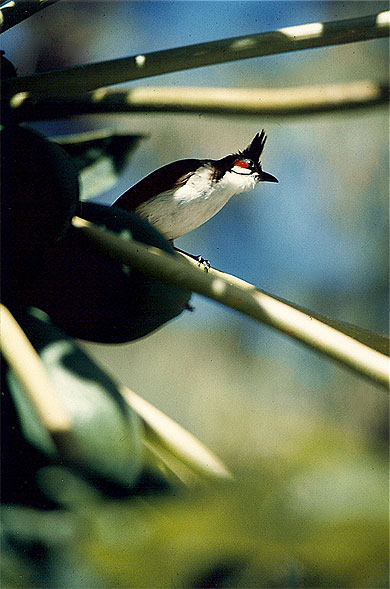 Bulbul orph�e - merle de Maurice