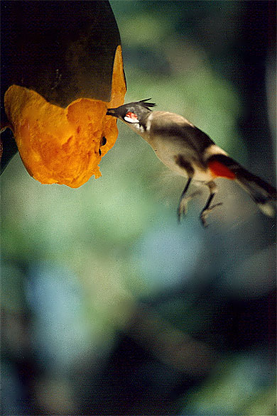 Bulbul orph�e - -merle de Maurice