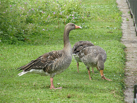Canards � Saint James