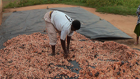 R�coltant de cacao