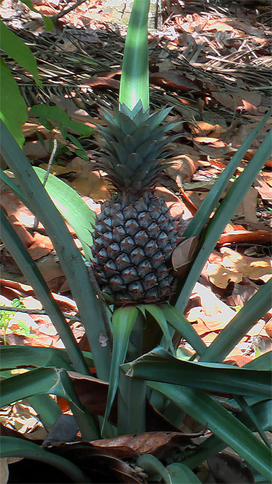 L'ananas