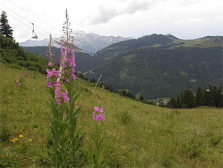 Une fleur sur la montagne
