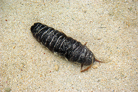 Concombre de mer
