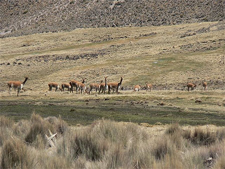 Parque Sajama
