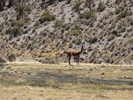 Parque Sajama
