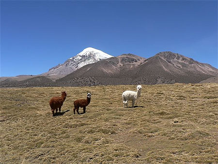 Parque Sajama