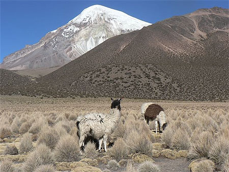 Parque Sajama