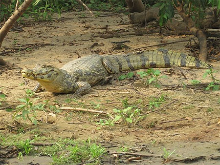 Rurrenabaque