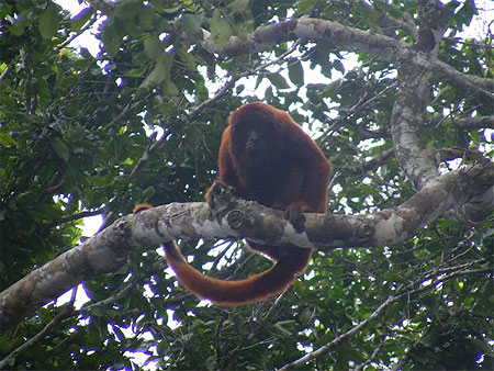 Rurrenabaque