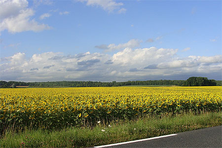 Les tournesols