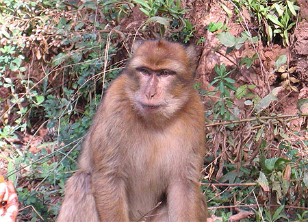 Singe magot