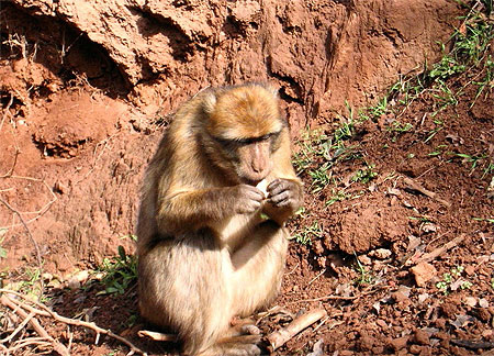 Singe magot