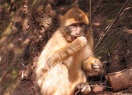Singe magot