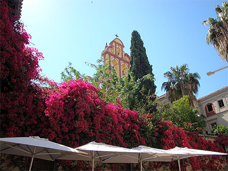 Magnifiques bougainvill�es