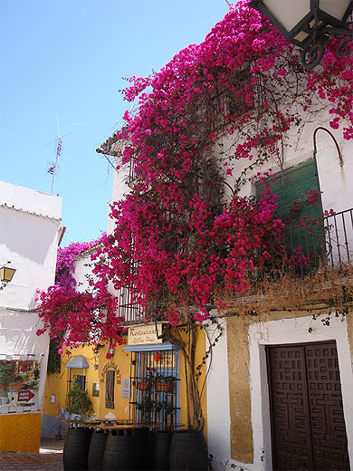 Maisons blanches et balcons fleuris...