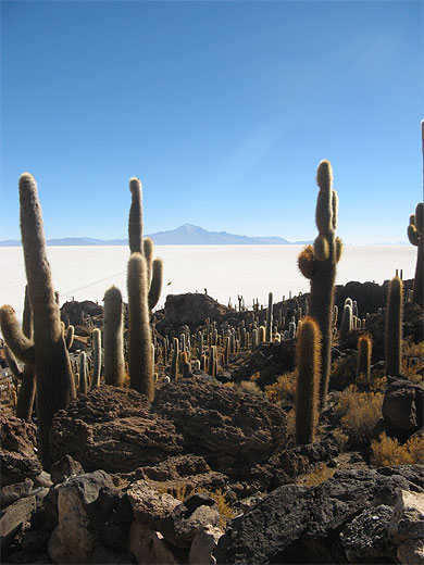 "Ile" d'Incahuasi et ses cactus g�ants
