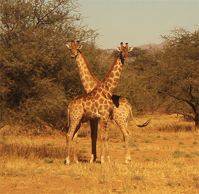 Girafes � Okapuka ranch